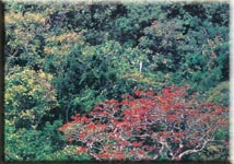 Campo Verde: Aklan Province Islands Philippines