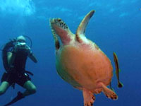 Bohol Diving : Bohol Islands Philippines