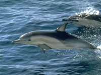 Bohol Dolphin and Whale Watching : Bohol Islands Philippines