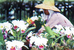 Cut Flower Cultivations - Capiz Islands Philippines