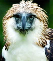 Philippine Eagle, Davao Islands, Philippines