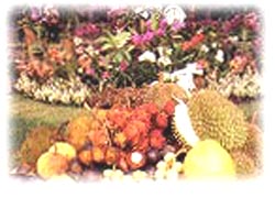 Kadayawan : Davao, Philippines