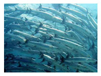 Balicasag Island Dive Site Bohol