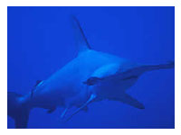 Cabilao Dive Site Bohol