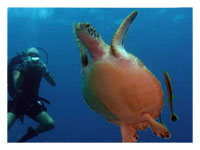 Bohol Dive Spots