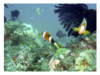 Panglao Island Dive Site Bohol