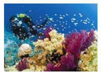 Crocodile Island Dive Site Boracay