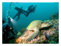 Puerto Galera Dive Spots