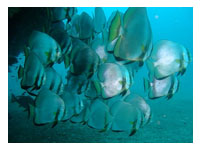 Puerto Galera Dive Sites