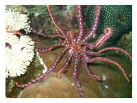 Puerto Galera Dive Sites