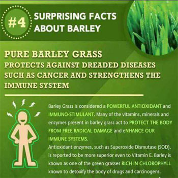 Pure Barley Grass Protect Against Dreaded Diseases Such as Cancer and Strengthens the Immune System