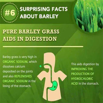 Pure Barley Grass Aids in Digestion