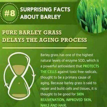 Pure Barley Grass Delays the Aging Process