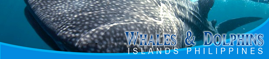 Whales Islands Philippines