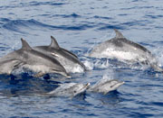 Cebu Dolphins and Whales