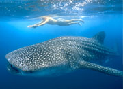 Donsol Whale Shark - Whales Islands Philippines